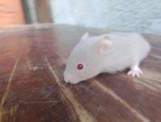 Продаются хомяки 🐭