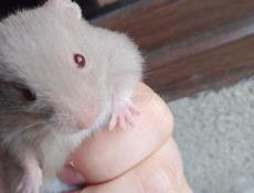 Продаются хомяки 🐭