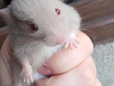Продаются хомяки 🐭