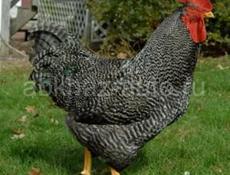 Продаю цыплят местных пород, им месяц. 