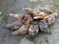 Продаются индоутки