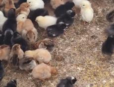 Продаю 5-ти дневных цыплят местных пород.