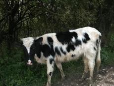 Телка(Корова) 3 Года