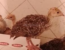 Продаю индюшки  маленькие (месяц) 