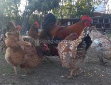 Продаю кур 