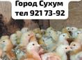 Двухнедельные цыплята.