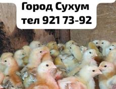 Двухнедельные цыплята.