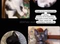 Отдам котят
