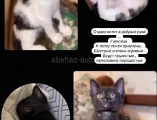 Отдам котят