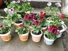 Продаются королевские герани , большой горшок 400₽ маленький 250, каланхой 200₽
