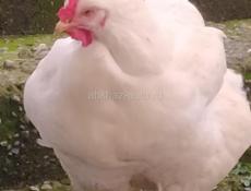 Инкубационное яйцо крупных пород продам