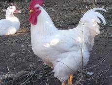 Инкубационное яйцо крупных пород продам