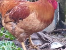 Инкубационное яйцо крупных пород продам