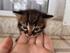 Отдаем двух красивых котят,два мальчика
