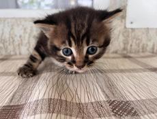 Отдаем двух красивых котят,два мальчика