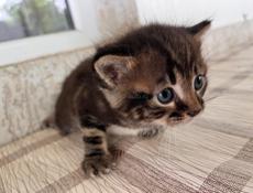 Отдаем двух красивых котят,два мальчика