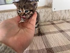 Отдаем двух красивых котят,два мальчика