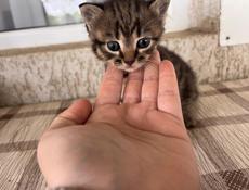 Отдаем двух красивых котят,два мальчика