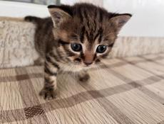 Отдаем двух красивых котят,два мальчика