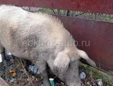 продаю свинью самый  рас на шашлык свинья деревенская