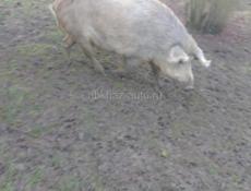 продаю свинью самый  рас на шашлык свинья деревенская