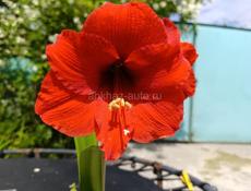 Цветущий амариллис