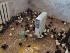 Продаю недельных цыплят местных пород 