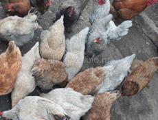 Продаю кур, петухов 