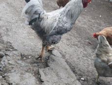 Продаю кур, петухов 