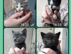 Котята 