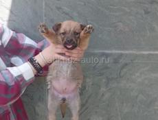 Щенки