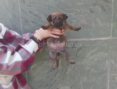 Щенки
