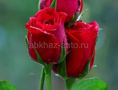 Карликовые кролики.