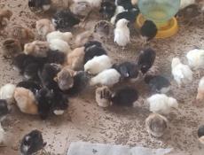 Продаю цыплят местных пород им 8 дней.