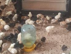 Продаю цыплят местных пород им 8 дней.