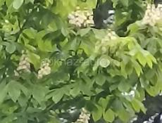 Дом с участком 60 соток