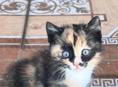 Отдам котенка в добрые руки 