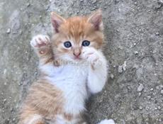 Отдам котенка в добрые руки 