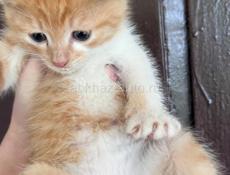Отдам котенка в добрые руки 