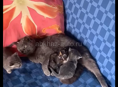 ОТДАЮТ КОТЯТ 🥰🥰🥰