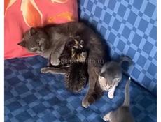 ОТДАЮТ КОТЯТ 🥰🥰🥰