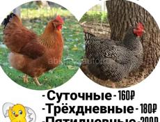 Недельный Гриз-бар, Редбро 