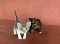 ОТДАЮТ КОТЯТ🥰🥰🥰