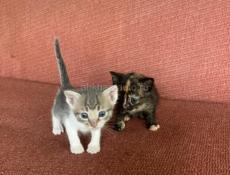ОТДАЮТ КОТЯТ🥰🥰🥰