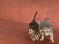 ОТДАЮТ КОТЯТ 🥰🥰🥰