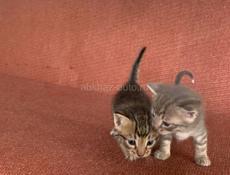 ОТДАЮТ КОТЯТ 🥰🥰🥰
