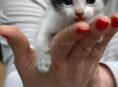 Отдам котенка любящей семье