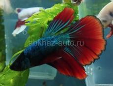 Аквариумные рыбки 