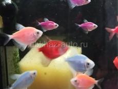 Аквариумные рыбки 