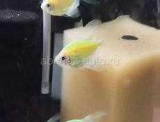 Аквариумные рыбки 